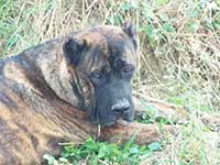 cane corso fulvo